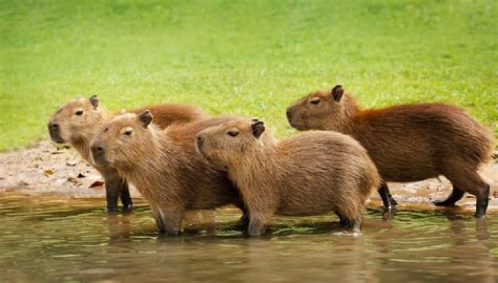 Are there capybaras in North Carolina? – Celebrity