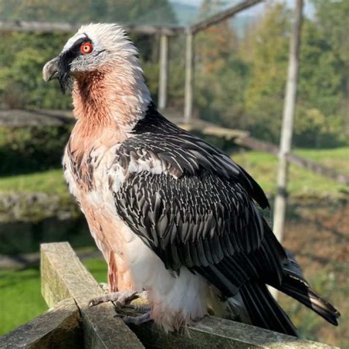 Are there vultures in Dumbo? – Celebrity