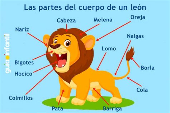 ¿Dónde vive el león y sus características? – Celebrity