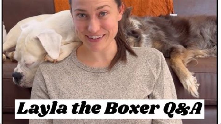 Layla The Boxer video statistics