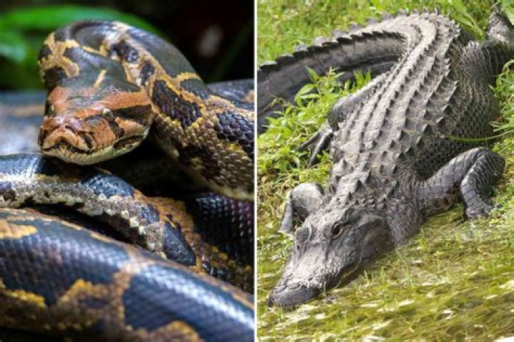 
Scientists Find Intact 5-Foot Alligator Inside 18-Foot-Long Burmese Python in Florida 