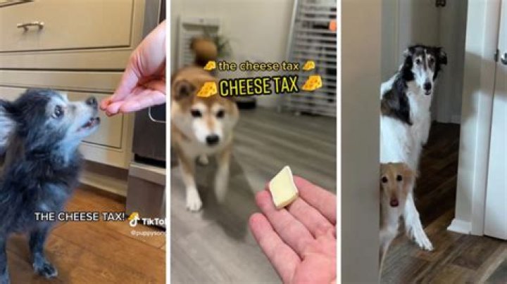 TikTok’s ‘Cheese Tax’ song is now a permanent fixture in the internet’s consciousness