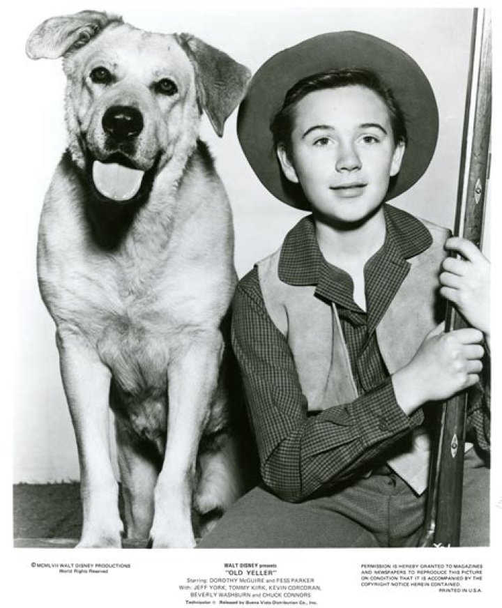 Was Old Yeller a true story? – Celebrity